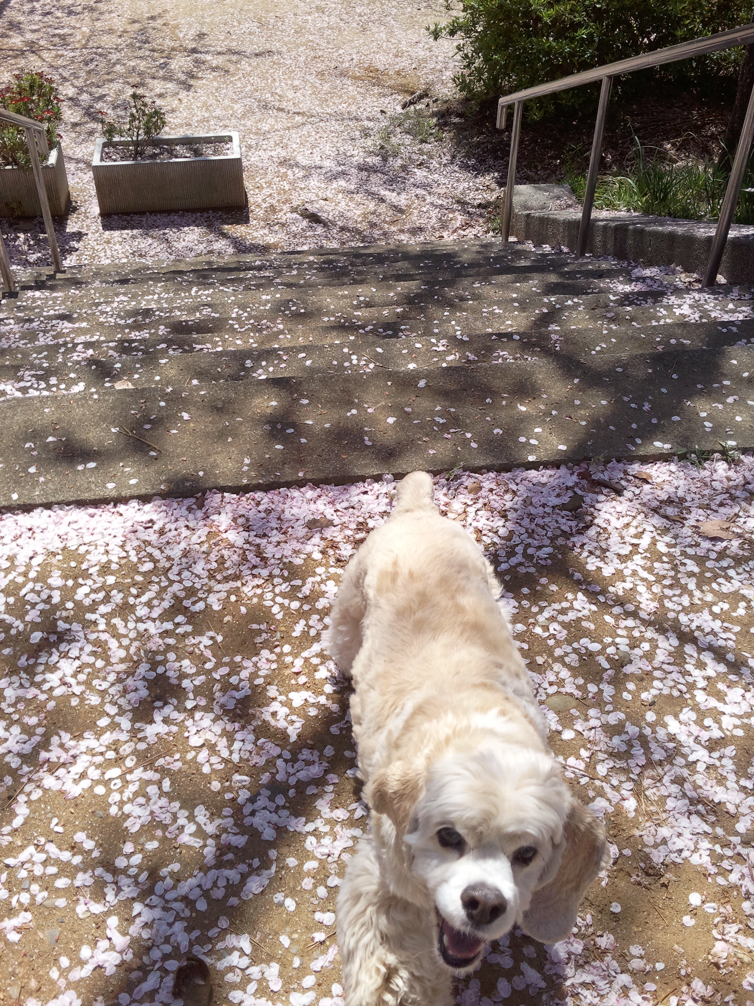 ⑮お花見の席・確保